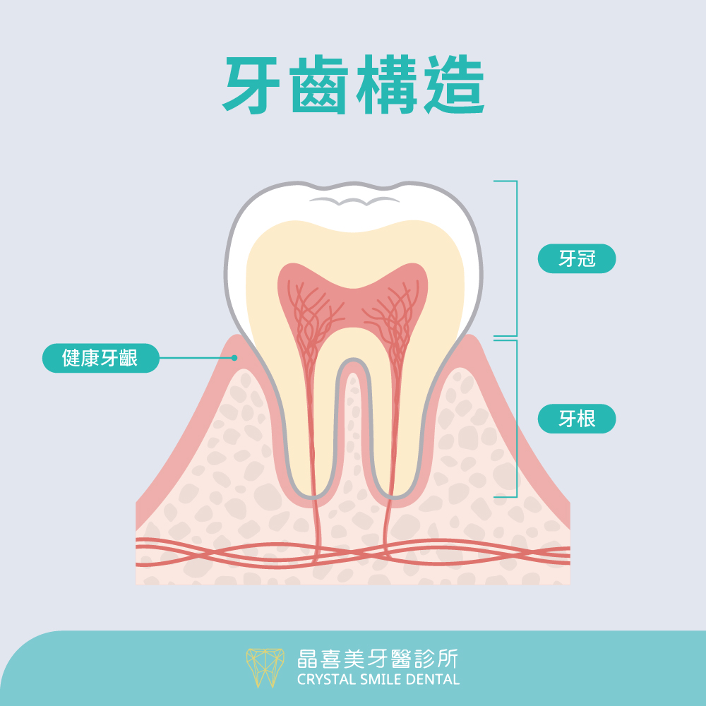 牙齒構造